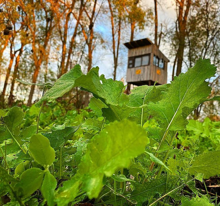 One of two elevated blinds
