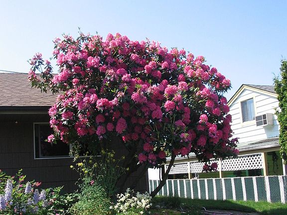 Mature landscaping