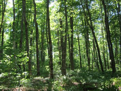 14618 County Road 450, Newberry, MI, 49868