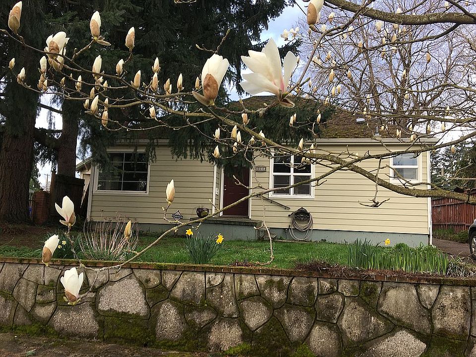 Magnolia in bloom