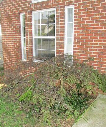 3rd image of 106 Baybrook Cir