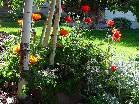 Summer's glory: My oriental poppies!