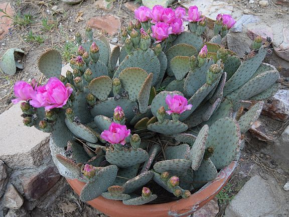 Summer Cactus in Bloom