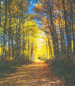 Bridlespur Ln LOT 29, Windsor, SC, 29856