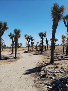 10975 Clovis Rd, Phelan, CA, 92371