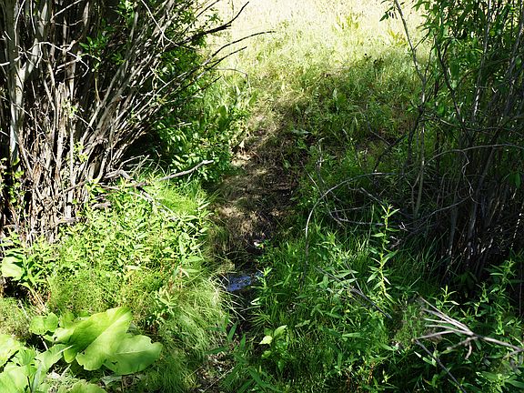 Creek even in summer