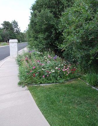 wildflower garden by street/mailbox