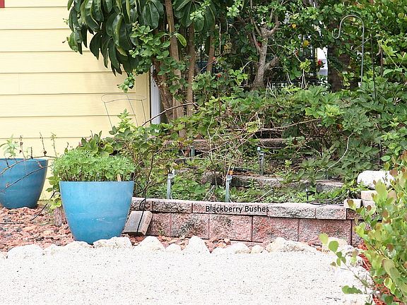 Raised Blackberry Bed