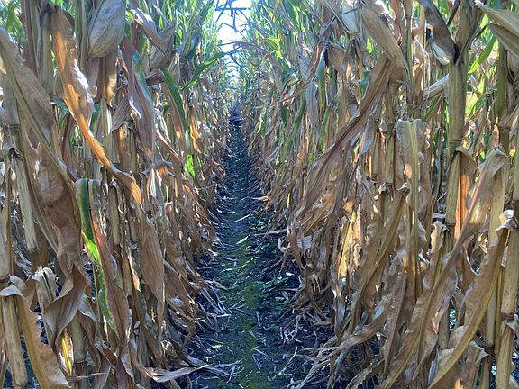 5th image of 0 W Schultz Rd