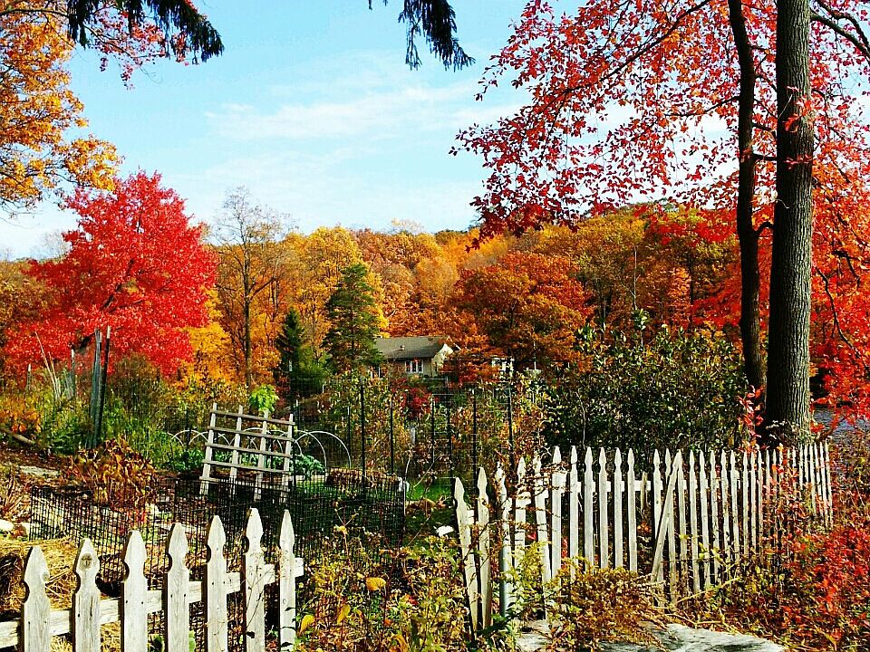 Back Yard View