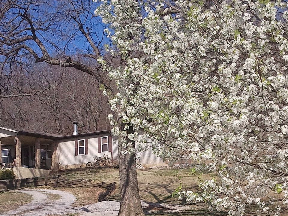 Driveway lined with Bradford Pear trees that bloom all white in the spring