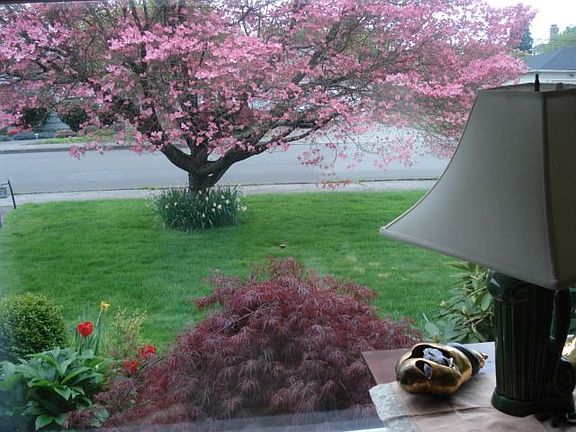 front with dogwood