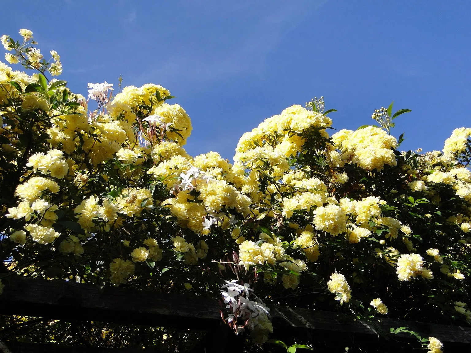 Wimbledon Rd, Walnut Creek — Photo 3