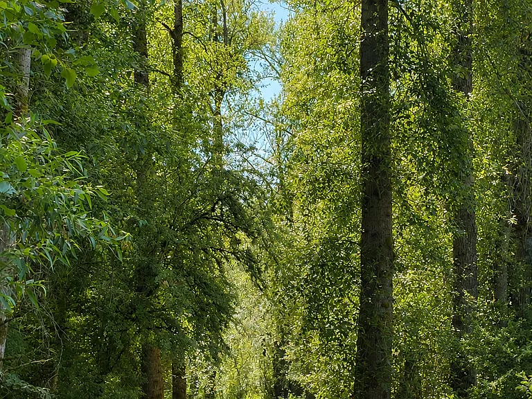 The Sammamish Rivert Trail is a 4-minute bike ride. Turn left and go all the way to concerts at Chateau Ste. Michelle, or go on to Redmond's 680-acre Marymoor Regional Park. Turn right and ride all the way to Seattle.