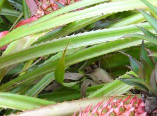 15505 Apache Dr, Thonotosassa, FL 33592