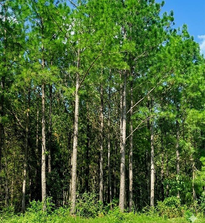 2nd image of 399 Camp Ranch Road
