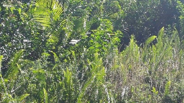 1st image of Kaiwa St Lot 177