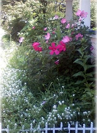 Hardy Hibiscus in bloom - August
