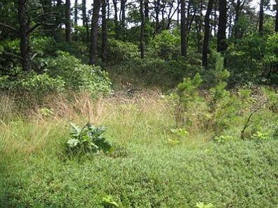 Rear of the lot showing the easy topography