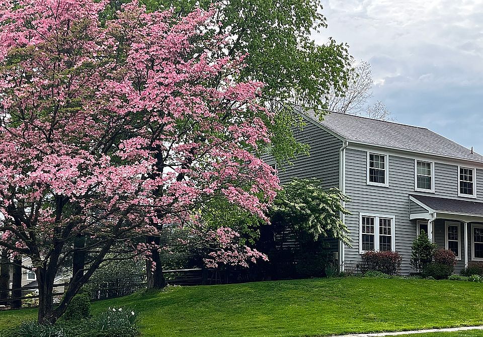 Corner Lot Two Pink Dogwoods