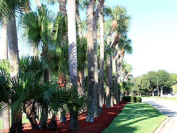 Driveway to Clubhouse)