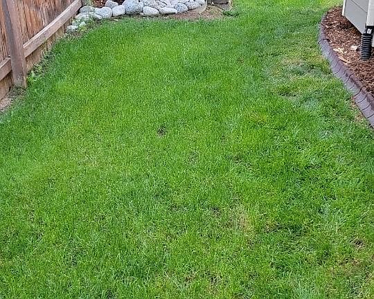 Side yard