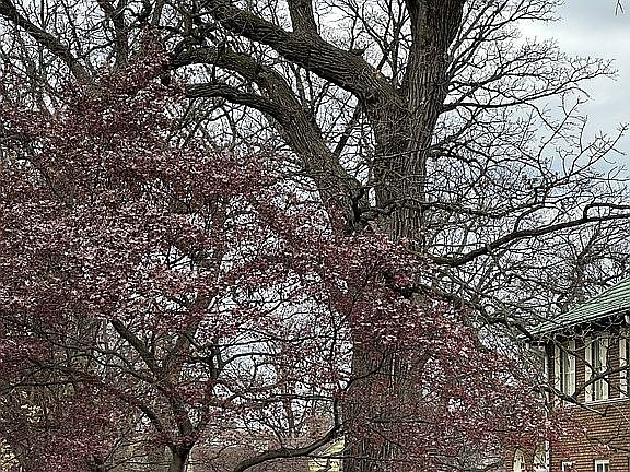 Trees:  Best part of proprty