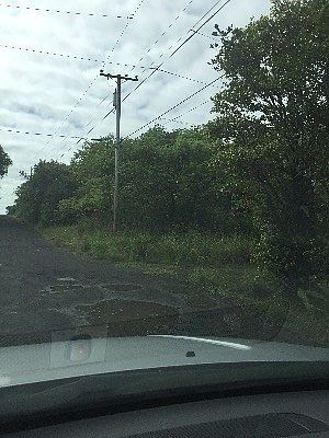 2nd image of Palm Tree Dr