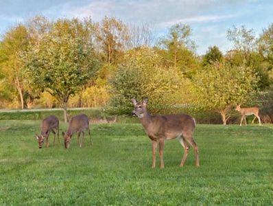 LOT 108 Winchester Way, Gladwin, MI, 48624