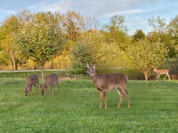 LOT 106 Winchester Way, Gladwin, MI 48624