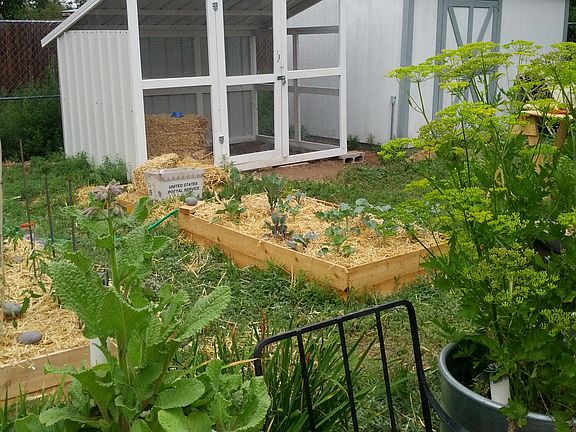 The coop (L) and shed (R)