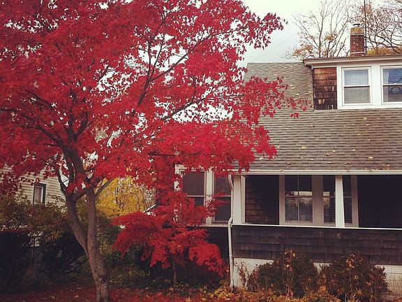 Japanese maple in fall