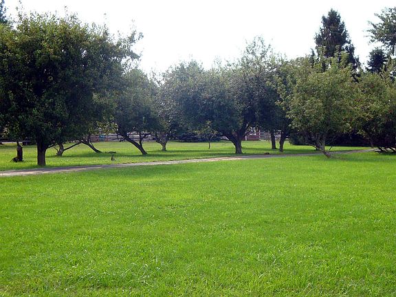 Fruit tree lined driveway