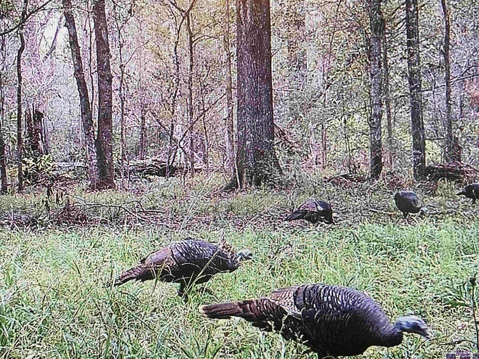 5907 Line Rd Ethel, LA, 70730 Apartments for Rent Zillow