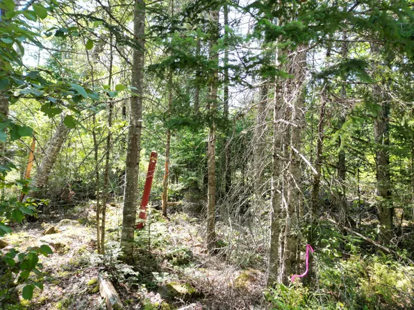 Lot 6 Fogg Brook Road, Lowell, ME 04493