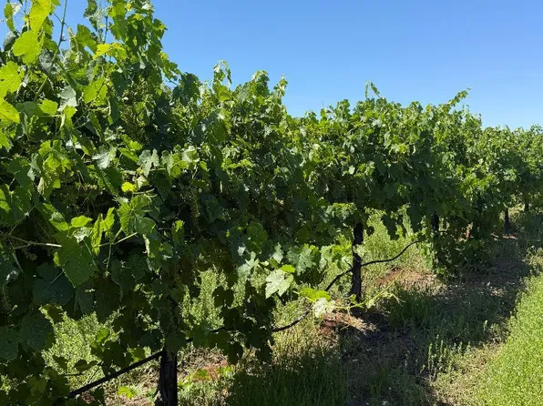 W Walnut Grove Rd, Thornton, CA 95686