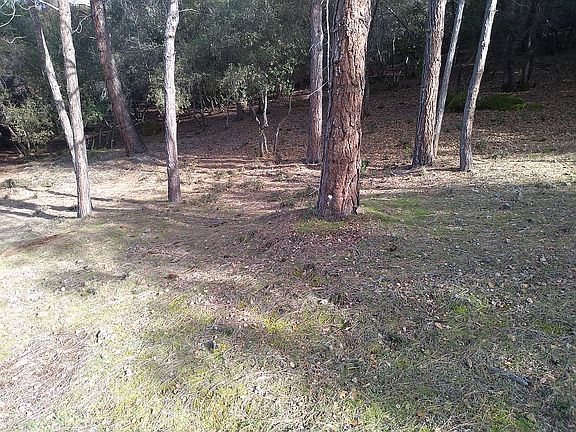 At edge of Mixed-age Forest 