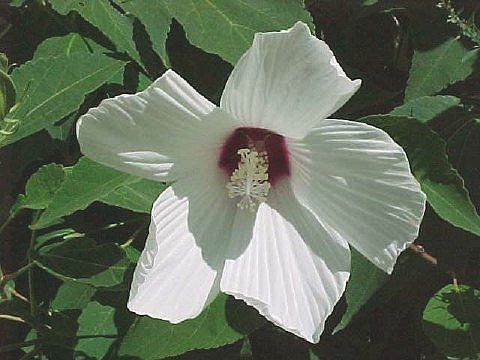 Hibiscus - white