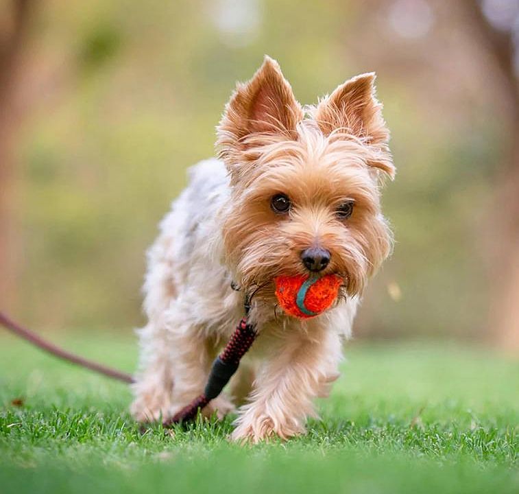 Tribeca Apartments 4801 Sanger Ave Waco TX Zillow