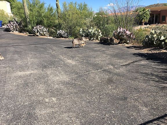Javalina with her young.