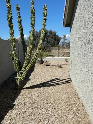 Cactus on side of house - 20036 N Coyote Lakes Pkwy