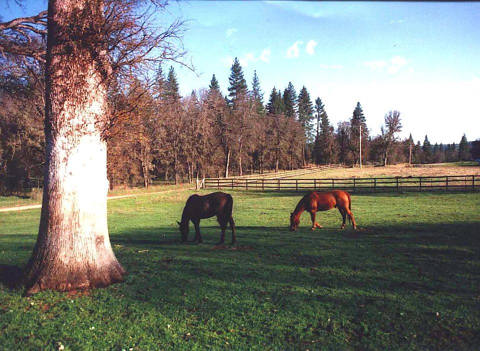 front yard in spring