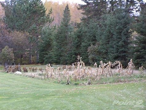 Yard and Garden area