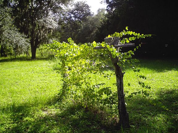 Grapevine