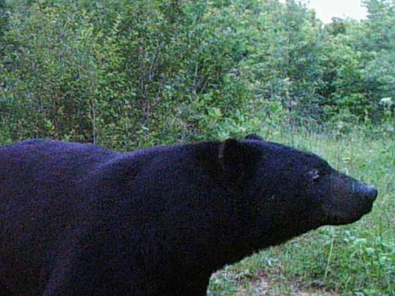 3rd image of 0 Courthouse Rd