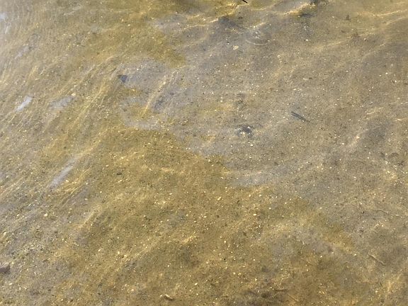 Sand bottom lakeshore.