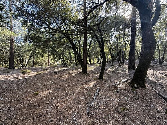 4th image of Pine Cone Lane