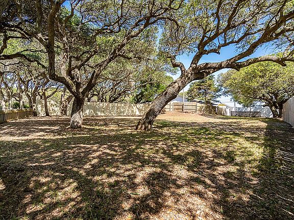 Magnificent live oak trees!