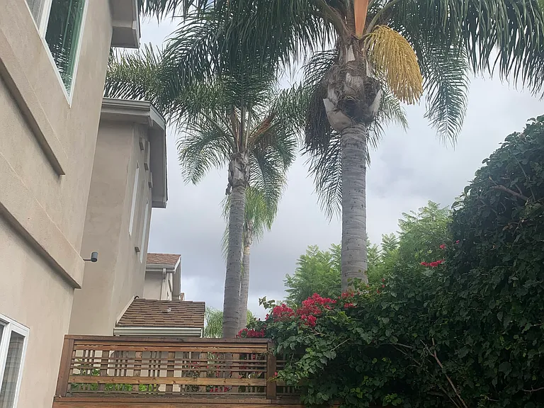 Patio View of the Palm Trees