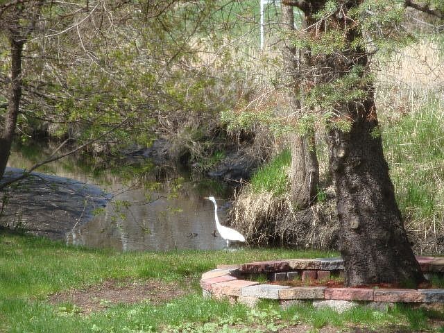 Backyard (creek and wild-life - deer, egerets, beavers, turtles etc.)